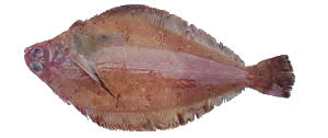 Rex Sole